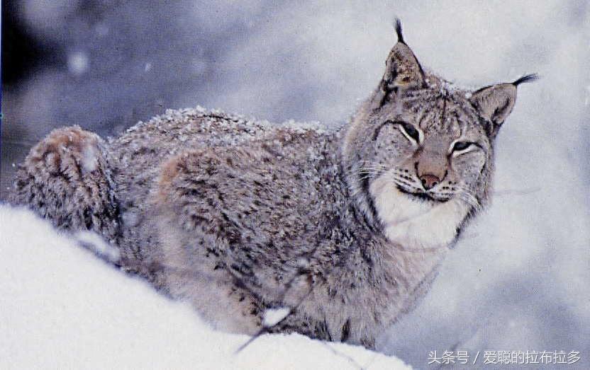 加拿大猞猁——性情狡猾而又谨慎，会假装死去来逃避危险