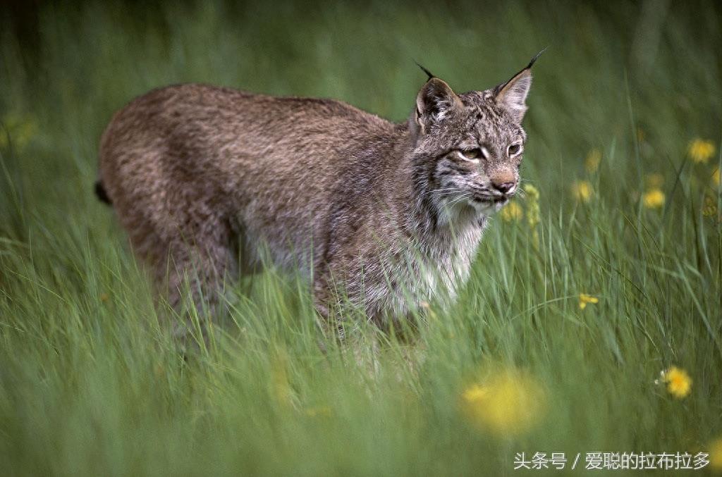 加拿大猞猁——性情狡猾而又谨慎，会假装死去来逃避危险