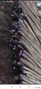 ​紫山药也叫“紫人参”，营养价值极高，种植亩收入五六万元