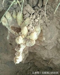 ​农民在戈壁滩上种大芸，省工省水效益还很高