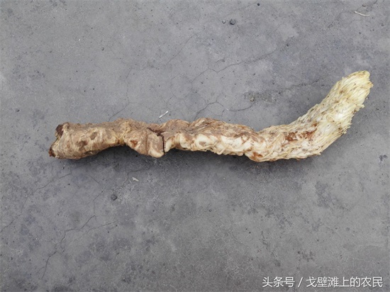 农民在戈壁滩上种大芸,省工省水效益还很高