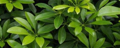 ​鸭掌木怎么修剪