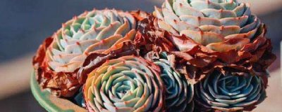 ​如何繁殖多肉植物