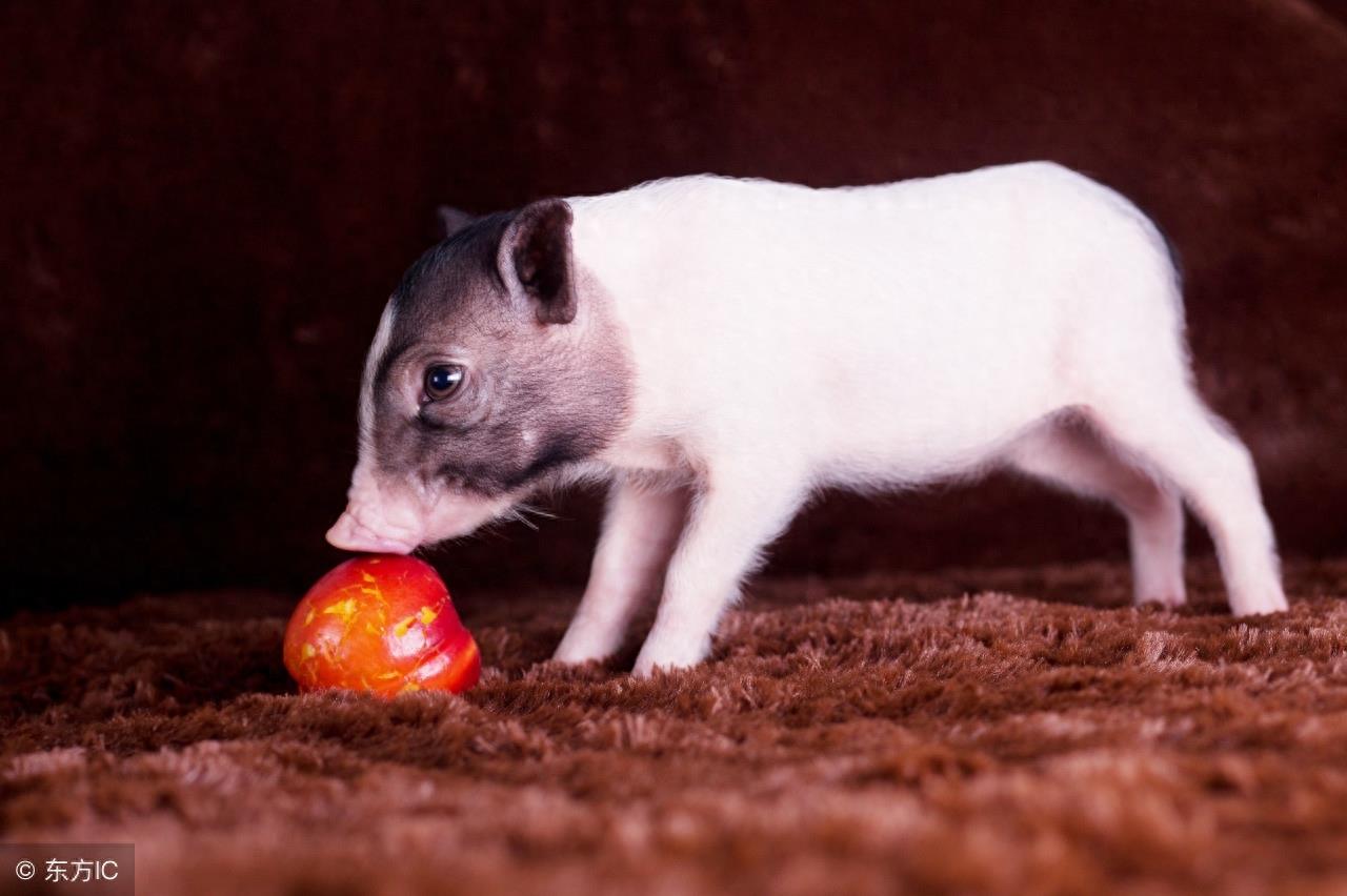 宠物猪臭吗？知道如何给宠物猪洗澡吗？有几个要点注意一下