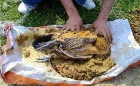 农村野外制作原始野味——叫花鸡,隔着屏幕流出了“可饿”的口水