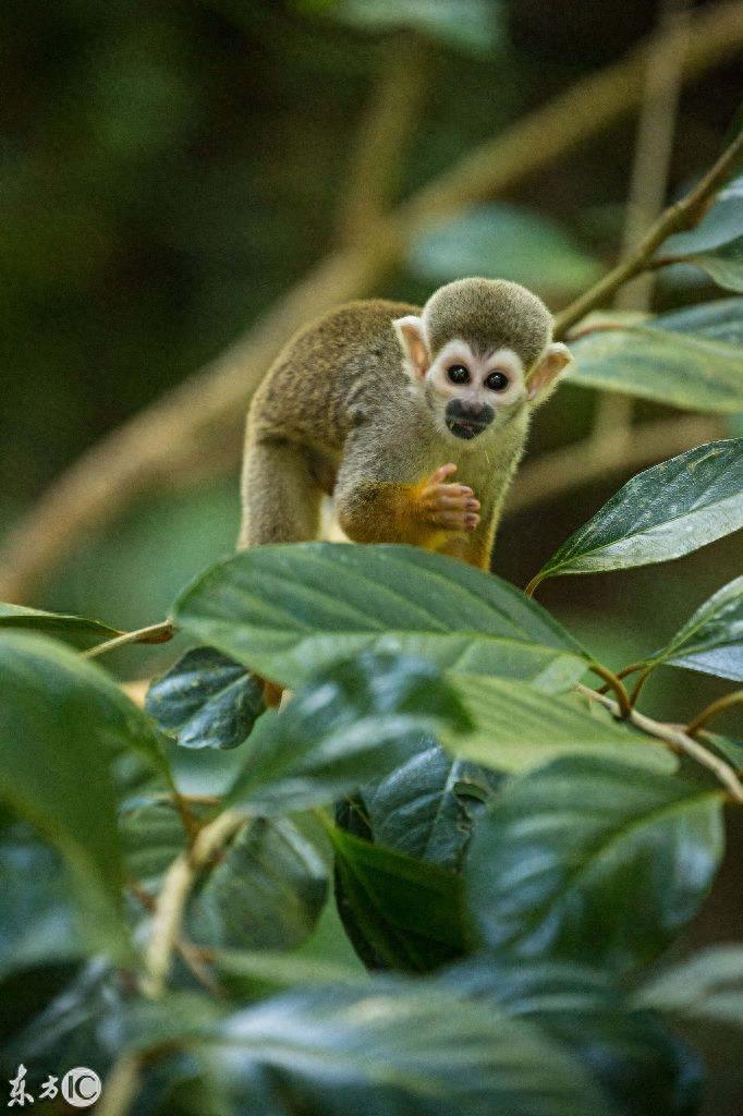 热门宠物松鼠猴是产于南美洲的小型猴