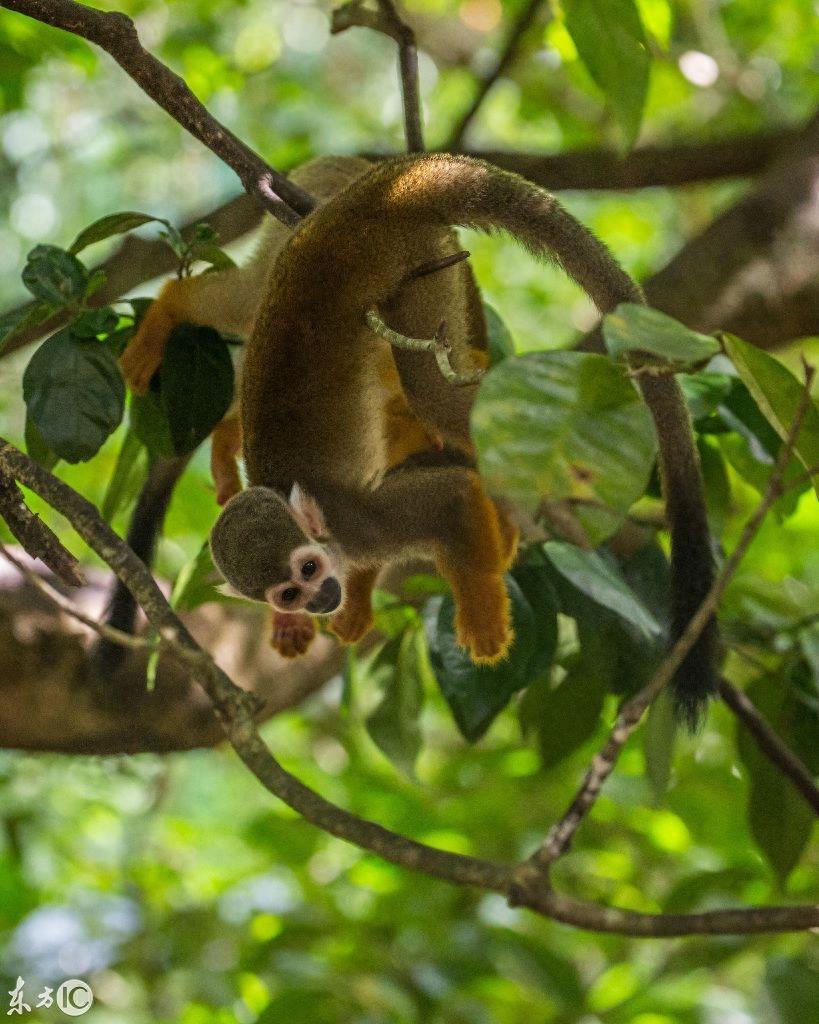 热门宠物松鼠猴是产于南美洲的小型猴