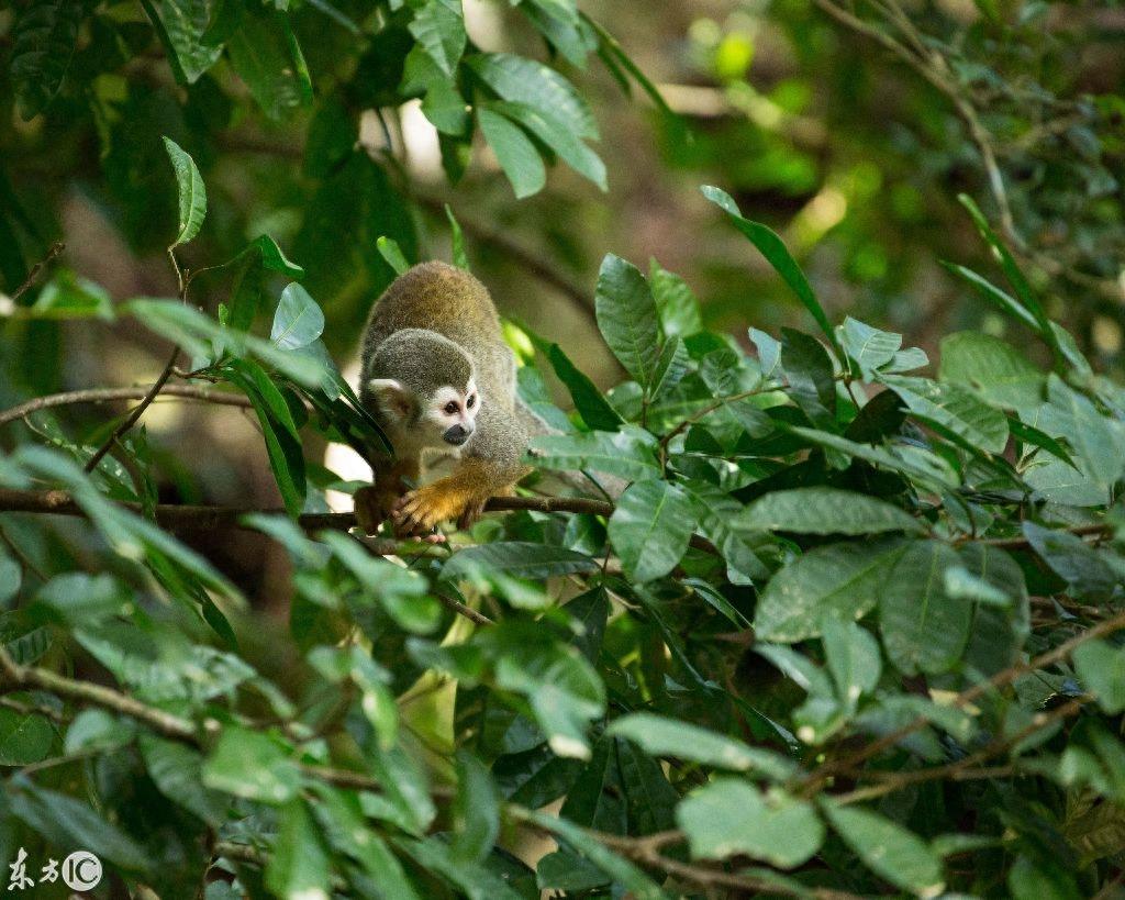 热门宠物松鼠猴是产于南美洲的小型猴