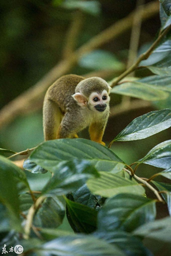 热门宠物松鼠猴是产于南美洲的小型猴