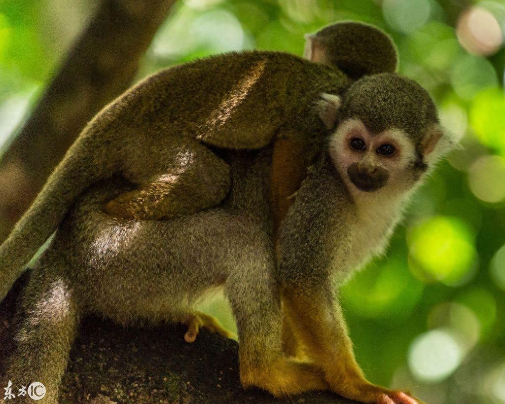 热门宠物松鼠猴是产于南美洲的小型猴
