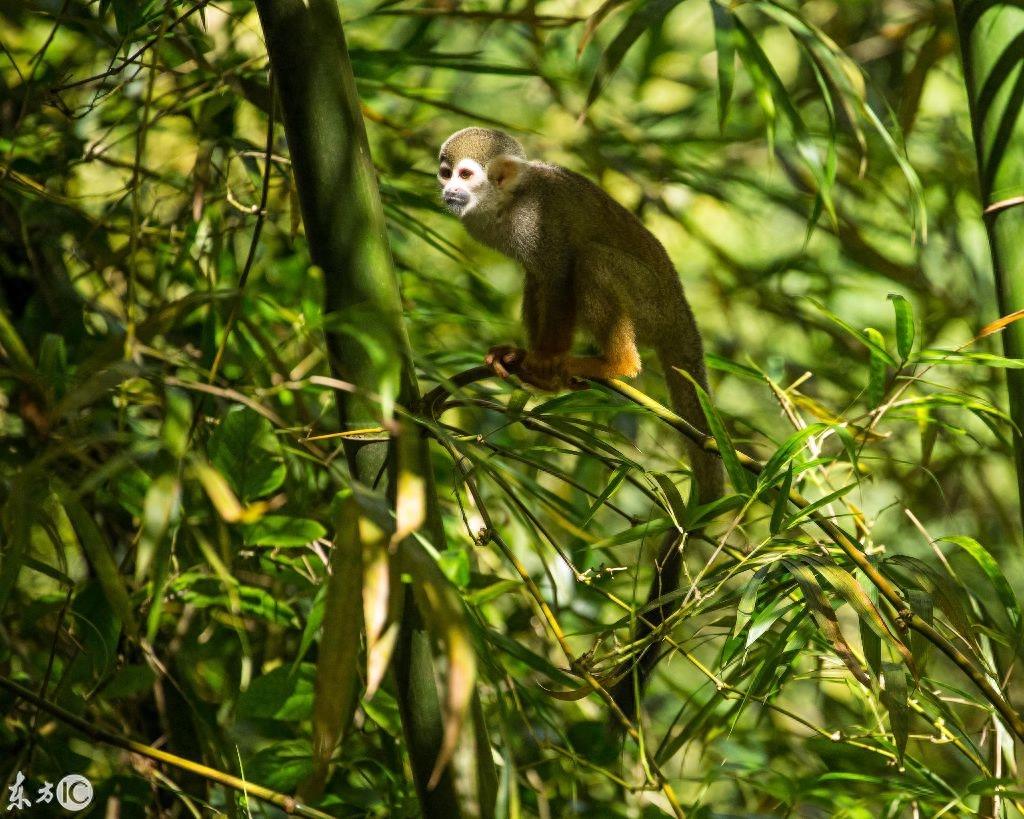 热门宠物松鼠猴是产于南美洲的小型猴