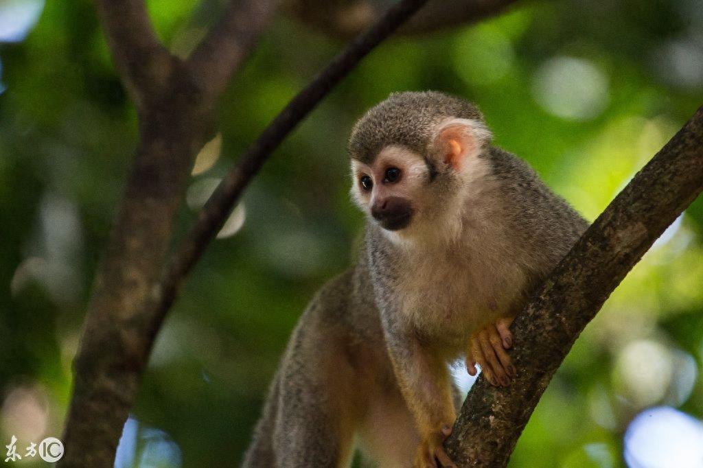 热门宠物松鼠猴是产于南美洲的小型猴