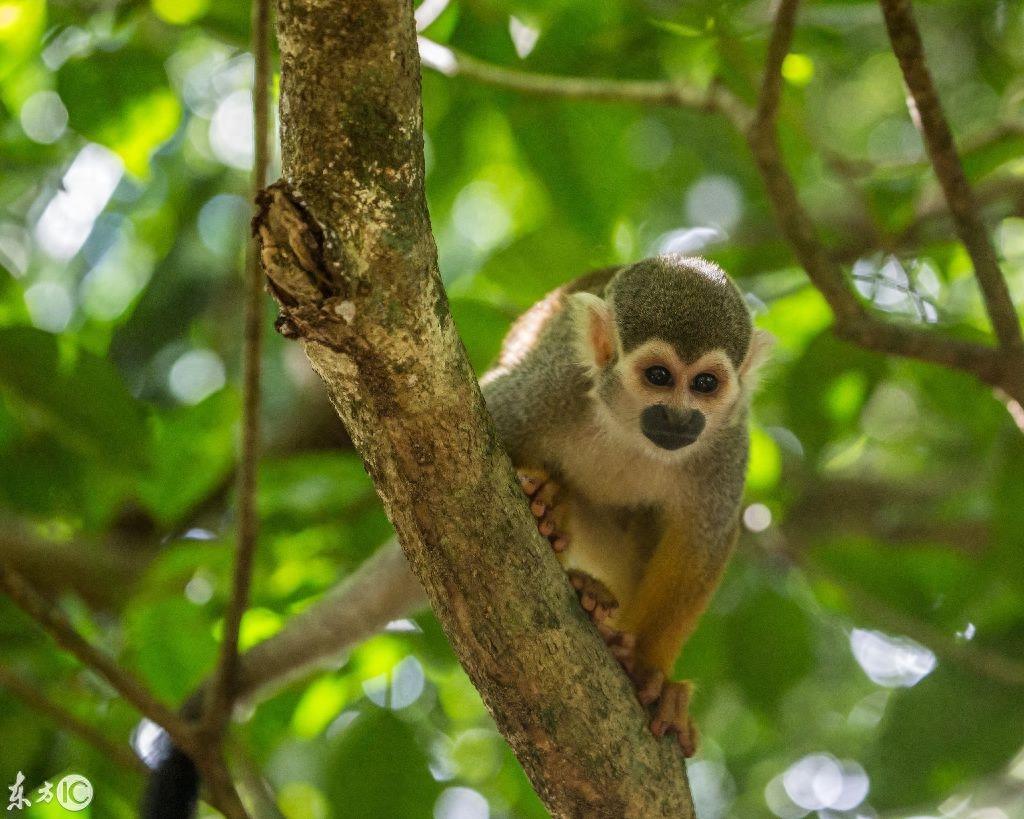 热门宠物松鼠猴是产于南美洲的小型猴