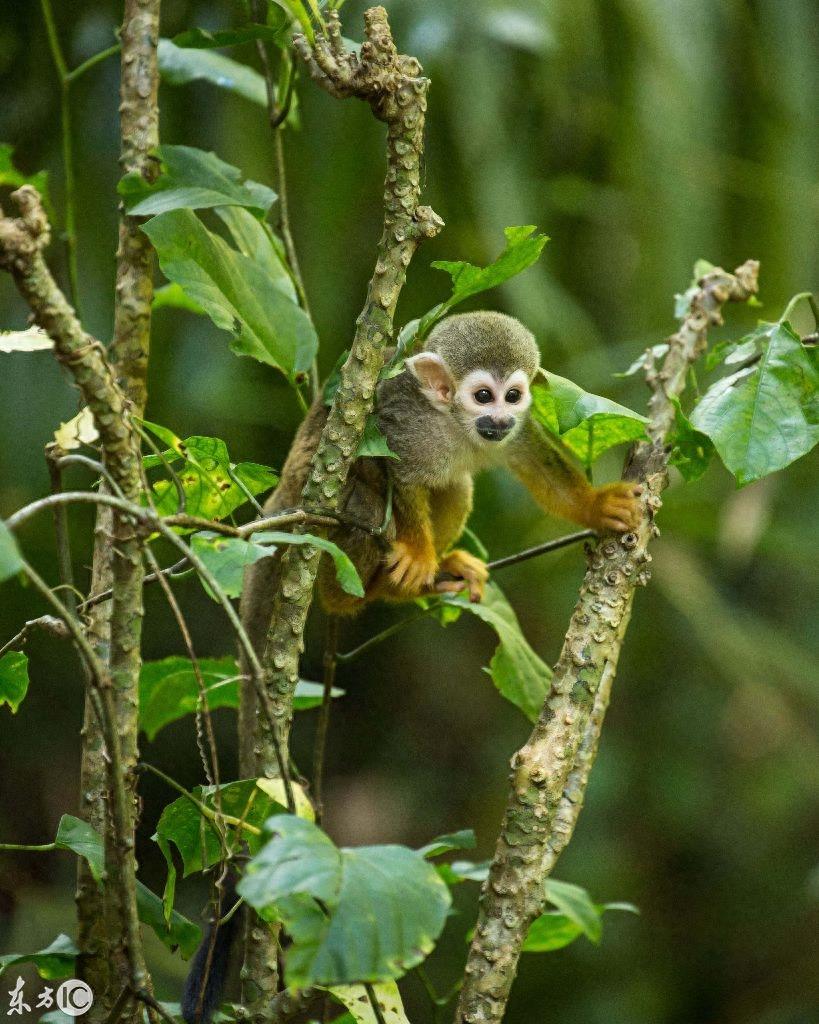 热门宠物松鼠猴是产于南美洲的小型猴