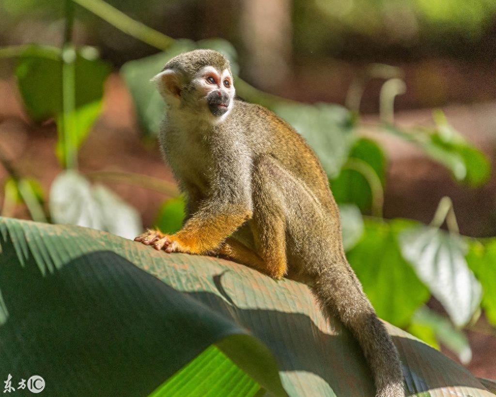 热门宠物松鼠猴是产于南美洲的小型猴