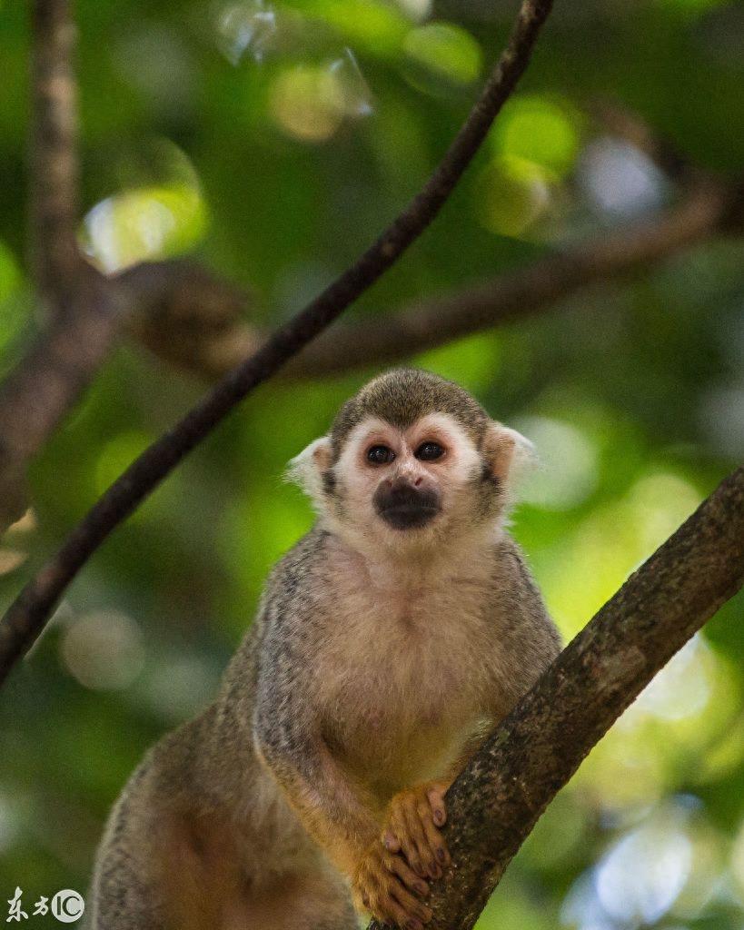 热门宠物松鼠猴是产于南美洲的小型猴