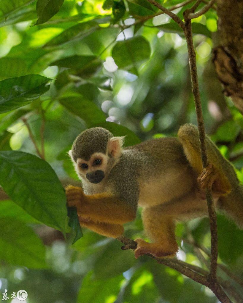 热门宠物松鼠猴是产于南美洲的小型猴
