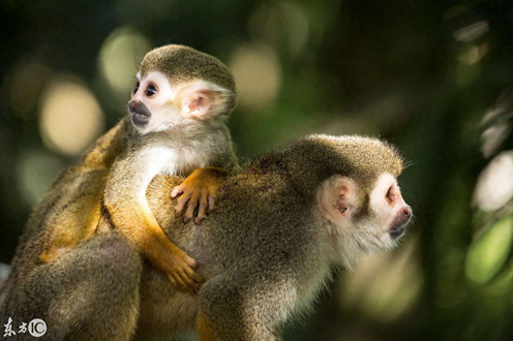 热门宠物松鼠猴是产于南美洲的小型猴