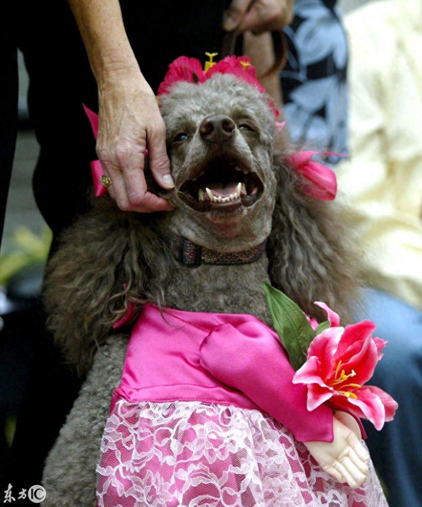 美国人厉害了！为狗狗举行婚礼 网友：我的婚礼连狗都不如！