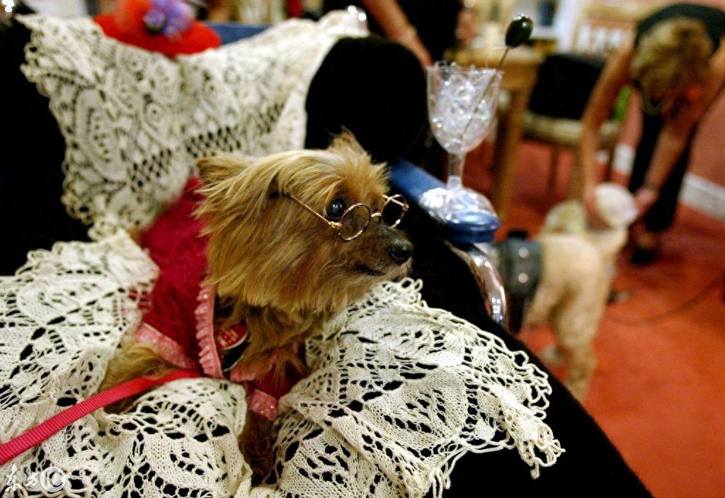 美国人厉害了！为狗狗举行婚礼 网友：我的婚礼连狗都不如！