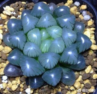 ​玉露干瘪瘪，瘦巴巴不长个？教你2招，长满颗颗“绿宝石”叶