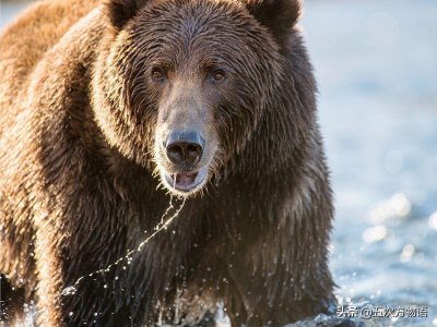​食肉目和偶蹄目的重大分类变化