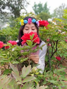 ​洛阳赏牡丹，哪个公园更美，攻略奉上