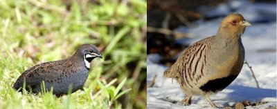 ​芦丁鸡是什么？实际上它叫蓝胸鹑，属于“三有”动物