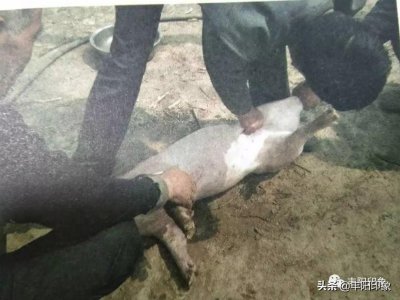 ​杀猪知道，劁猪你知道吗？