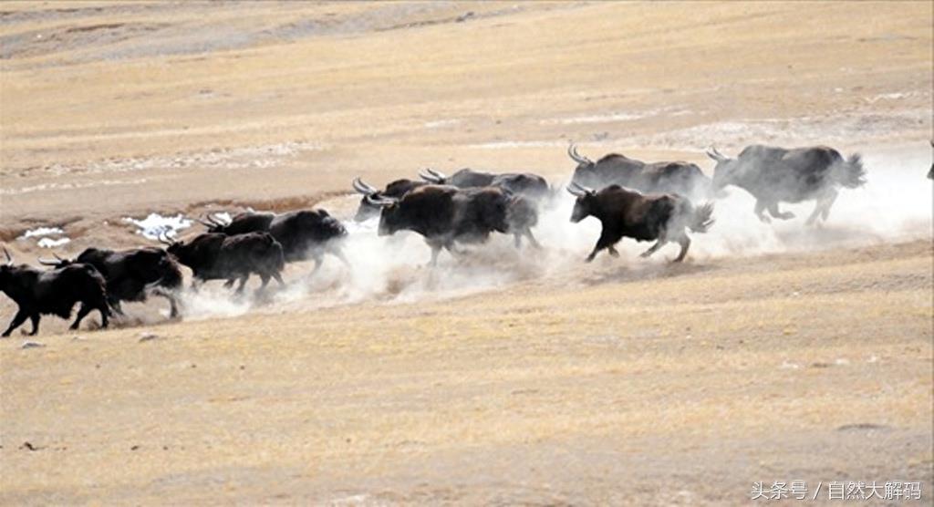中国珍稀动物——野牦牛