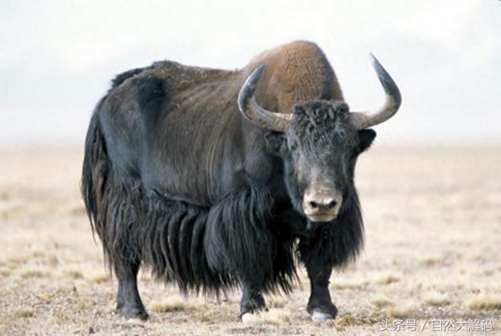 中国珍稀动物——野牦牛
