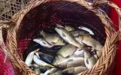 ​稻花鱼究竟好在哪里？为何近几年如此风靡