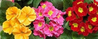 ​报春花的养殖方法