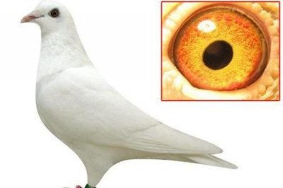 ​清晨我放飞一只白鸽(清晨我们放飞一群白鸽朗诵)