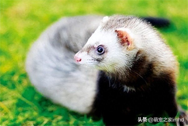 中国养雪貂犯法吗(宠物雪貂多少钱一只)