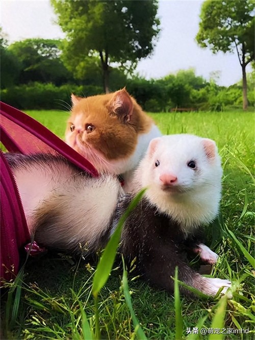 中国养雪貂犯法吗(宠物雪貂多少钱一只)