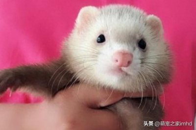 ​中国养雪貂犯法吗(宠物雪貂多少钱一只)