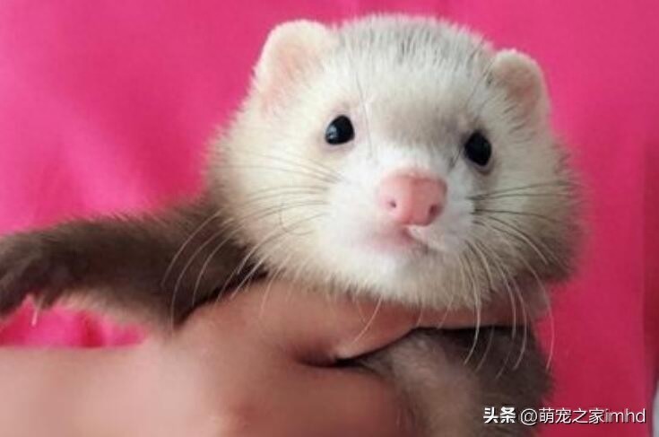 中国养雪貂犯法吗(宠物雪貂多少钱一只)