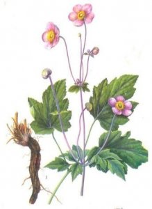 ​打破碗花花也叫野棉花，它是一种怎样的植物