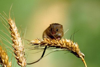 ​老鼠最怕什么气味？用什么东西可以赶走老鼠，让它不敢来？