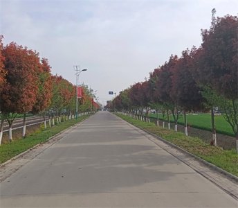 ​郸城县秋渠乡：乡村增颜值 幸福踏春来