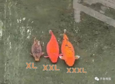 ​“ XL、XXL、XXXL ”…济南趵突泉 3 只胖锦鲤同框！