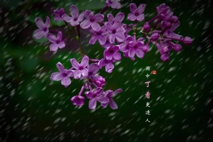 丁香空结雨中愁的意思（丁香空结雨中愁的意思简述）