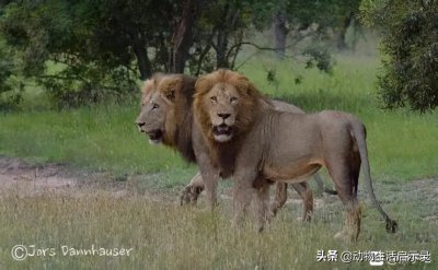 ​赛拉提雄狮联盟第四集：老四的死亡，导致整个联盟，退出历史舞台