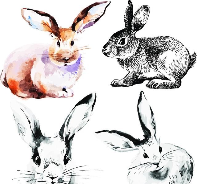 关于兔字的成语盘点(带有兔的成语有哪些)