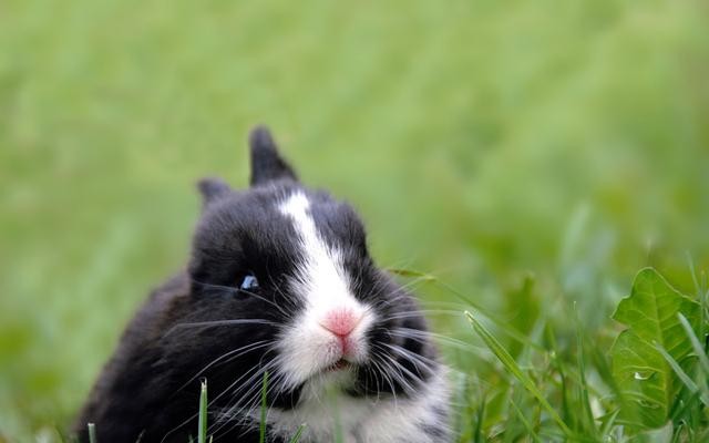 关于兔字的成语盘点(带有兔的成语有哪些)