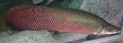 ​巨骨舌鱼-大型淡水鱼类