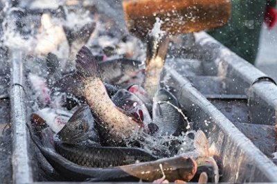 ​又是一年冬捕季！多地冬捕活动火热进行中