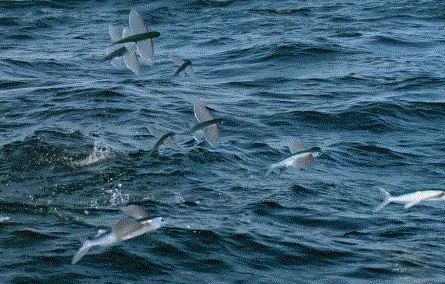 高评分的纪录片有哪些(6部接近满分的纪录片推荐)