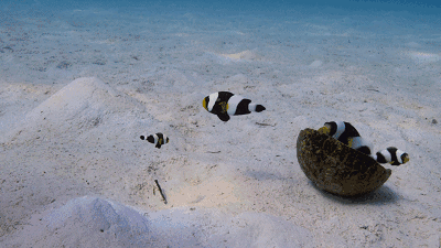 高评分的纪录片有哪些(6部接近满分的纪录片推荐)